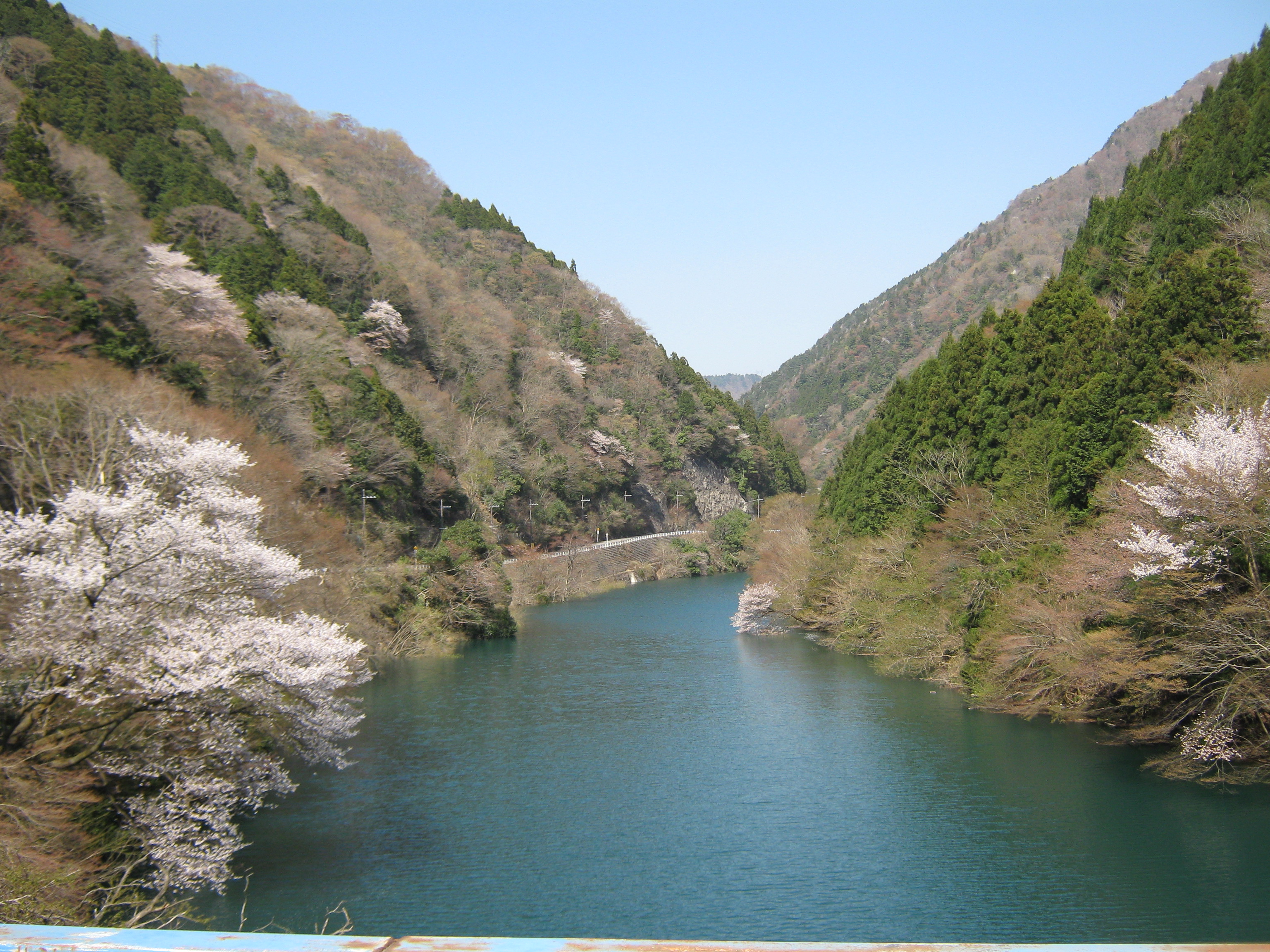 永源寺ダムと桜