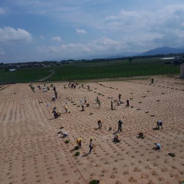 八日市北小学校校庭芝生化事業